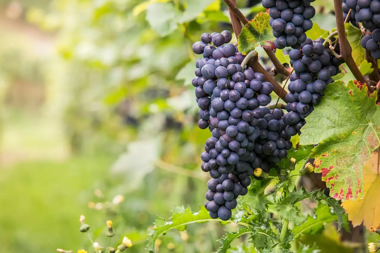 Die Kunst, Wein mit Herbstspeisen zu kombinieren